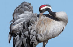 Kranich Faszination - Finissage &amp; Lesung