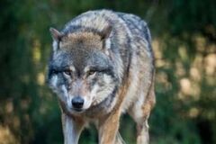 Wer hat Angst vorm "bösen" Wolf?